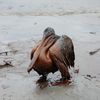 Pelicans In Gulf Could Become Endangered Again